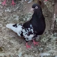 یک جفت سینه سه تومن سینه مشکی ماده وکله سیاه ماده|پرنده|آشخانه, |دیوار