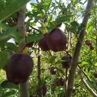 سیب درختی قرمز