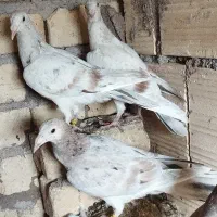 کبوتر خطی هفرنگ 15عدد