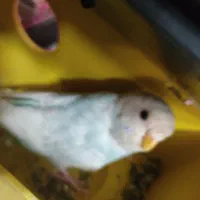 فروشی|پرنده|ری, شهرری|دیوار