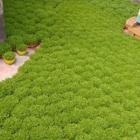 سبزه عید عدس