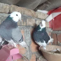 شازده پرشی|پرنده|گرگان, |دیوار