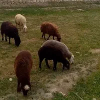 میش و بره