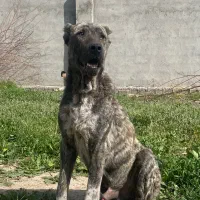 سگ نگهبان
