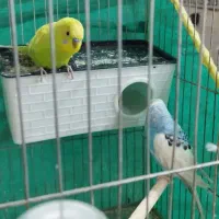 جفت مرغ عشق تخم جوجه ای|پرنده|جیرفت, |دیوار