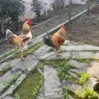 خروس گلین ۸ ماهه