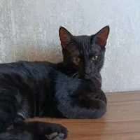 واگذاری گربه