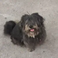 سگ گمشده|حیوانات|مشهد, رضاییه|دیوار