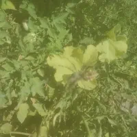 ۵۰ نیاز به سرمایه دارم