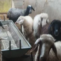 بره