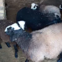 بره نر|حیوانات مزرعه|رامند, |دیوار