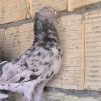 سرور نر|پرنده|اصفهان, شهرستان|دیوار