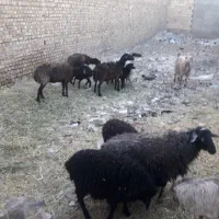 فروشی|حیوانات مزرعه|الوند, |دیوار