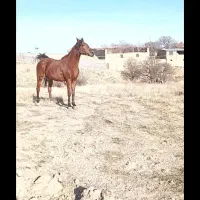 اسب مادیان با کره