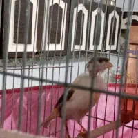 قناری.|پرنده|محمدشهر, عباس آباد|دیوار