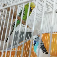 نژاد باجیگار درشت