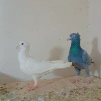 کبوتر رنگی و سار نر و ماده|پرنده|چناران, |دیوار