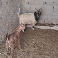 بز کهره دار ناز