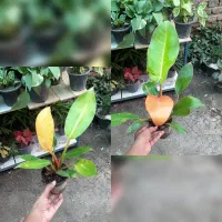 برکین.فلیدندرون پرتقالی.فلیدندرون لیمویی..|گل و گیاه طبیعی|گنبد کاووس, |دیوار