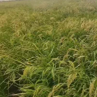 چلتوک برنج‌