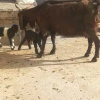 بزغاله|حیوانات مزرعه|کرمانشاه, |دیوار