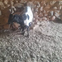 بز دوقلو  به شرط شیر