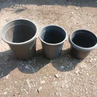 گلدان|گل و گیاه طبیعی|رشت, منظریه|دیوار