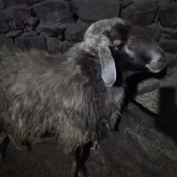 بران|حیوانات مزرعه|مریوان, |دیوار