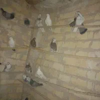 کفتر نرو ماده|پرنده|تهران, بریانک|دیوار