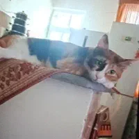 گربه عقیم شده