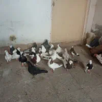 کفتر پرشی بی بوم