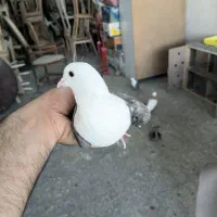 کلاغ کربلایی خوشرنگ