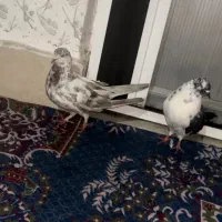 یک جفت ناب تخمی