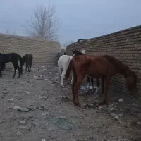 حراجی بانک اسب|اسب و تجهیزات اسبسواری|مشهد, شهرک صنعتی توس|دیوار