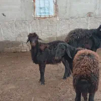 فروش قوچ قزل افشار۳ ساله وزن بالای ۱۱۰ کیلو