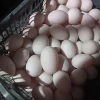 تخم اردک
