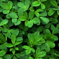 1000-متر-زمین-بر-خیابان-اصلی-روستا-موقعیت-تجاری