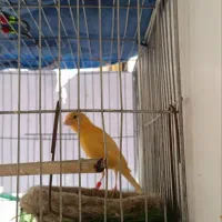 قناری آماده