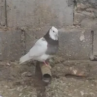 کبوتر|پرنده|لامرد, |دیوار