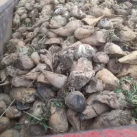 خوراک دام گاو وگوسفند|لوازم جانبی حیوانات|بیستون, |دیوار