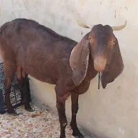 مبلغ 28میلیون|حیوانات مزرعه|ایذه, |دیوار