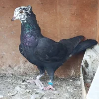 کبوتر پرشی و جوجه کله ماستی سرخ سرور