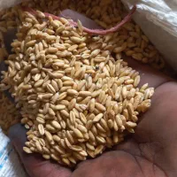 گندم اذر 2 ،تمیز  بذری ، دیم کیلو 31|خدمات باغبانی و درختکاری|شیروان (خراسان), |دیوار