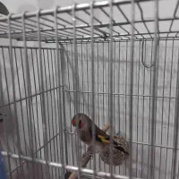 سهره انتیک|پرنده|ری, امین آباد|دیوار