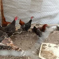 فروش فوری مرغ تخم گذار جوان وسالم