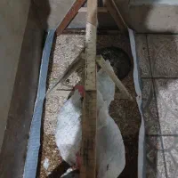 مرغ