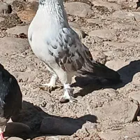 کبوتر|پرنده|کوهدشت, |دیوار