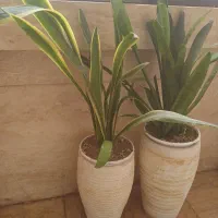 دوعددگل‌سانسوریا