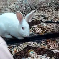خرگوش گمشده سفیدچشم قرمز|حیوانات|شیراز, شهرک مهرگان|دیوار