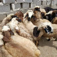 فروش بره سرحال